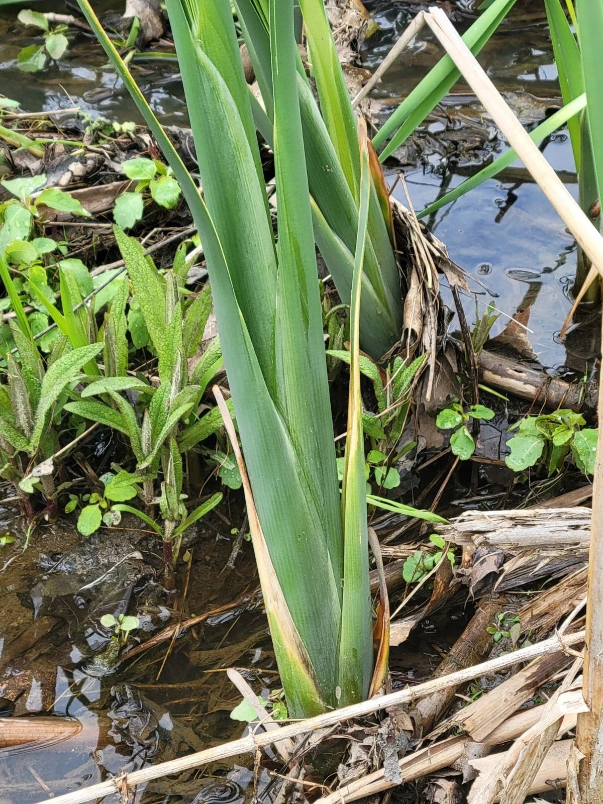 Live Cattail Plants 18"-20" with Roots for Ponds and Bogs, Typha spp. - Freshly Harvested Aquatic Landscape Enhancer