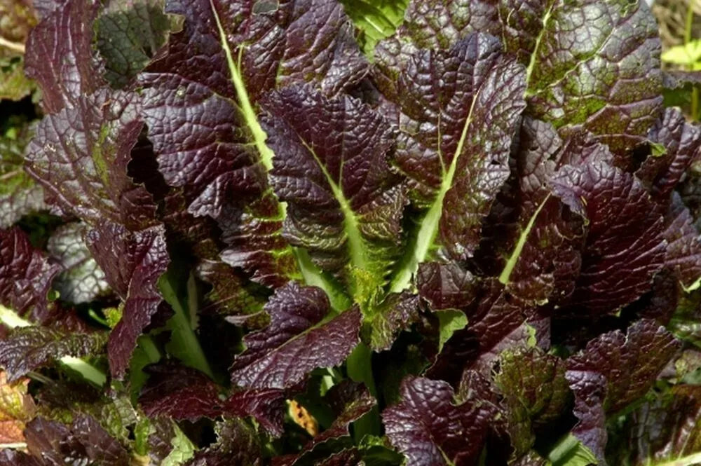 Giant Red Mustard Seeds 500+ Non-GMO Vegetable Garden Greens Brassica juncea - Vibrant Red Leaves for Salads & Stir-Fries