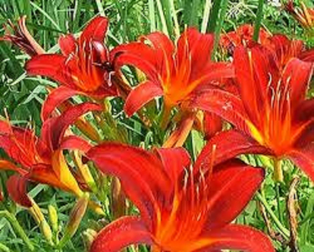 Red Giant Daylily Bareroot Plants - 3 Live Perennials with Sprouting Roots - Hemerocallis spp. ‘Red Giant’ for Garden Beds
