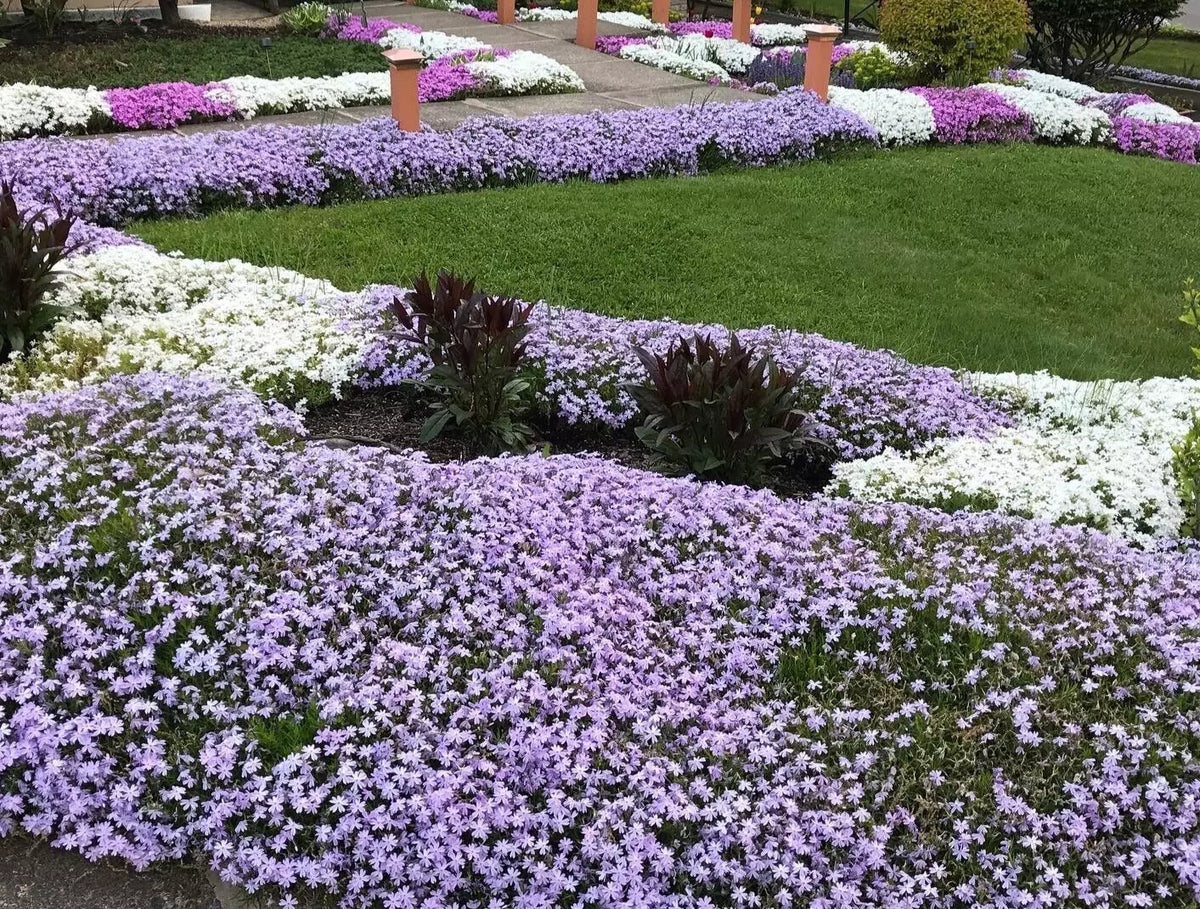 Creeping Phlox Bundle of 6 | Lavender Ground Cover | Deer Proof | Phlox subulata | Low Maintenance Perennial Plants
