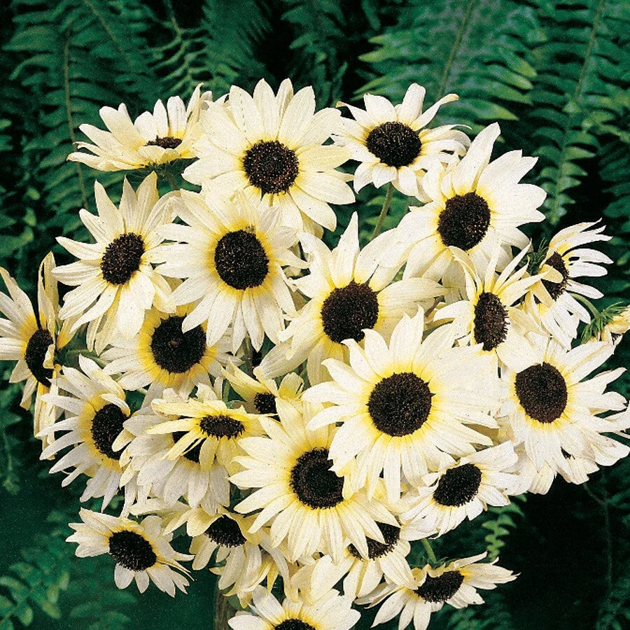 Sunflower Seeds 100 Non-GMO Italian White Cut Flowers Helianthus annuus for Pollinators & Bees