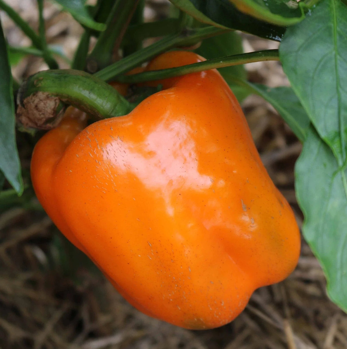 Orange Sun Sweet Bell Pepper Seeds - 30+ Heirloom NON-GMO - Capsicum annuum - Fresh Vegetable Seeds for Garden & Container