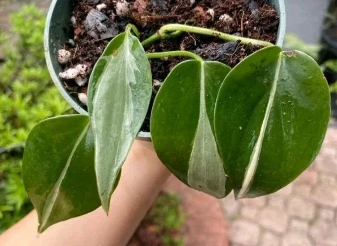 Philodendron RIO Cuttings 3-Pack - Variegated Indoor Plant - Philodendron hederaceum - Easy Propagation with Care Guide