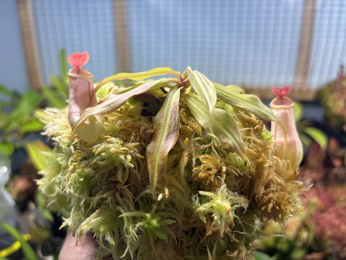 Tropical Pitcher Plant 4-inch Nepenthes mirabilis Exotic Carnivorous Plant for Indoor Gardening