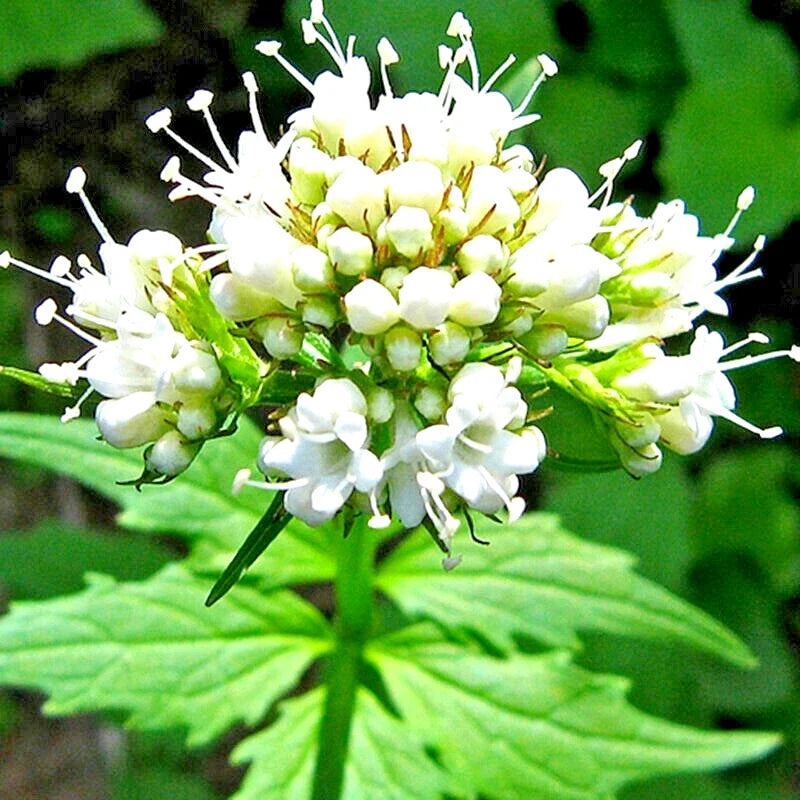 Valerian Seeds - 200+ Pack - Medicinal Perennial Herb - Valeriana officinalis - Attracts Pollinators - USA Spring Sow