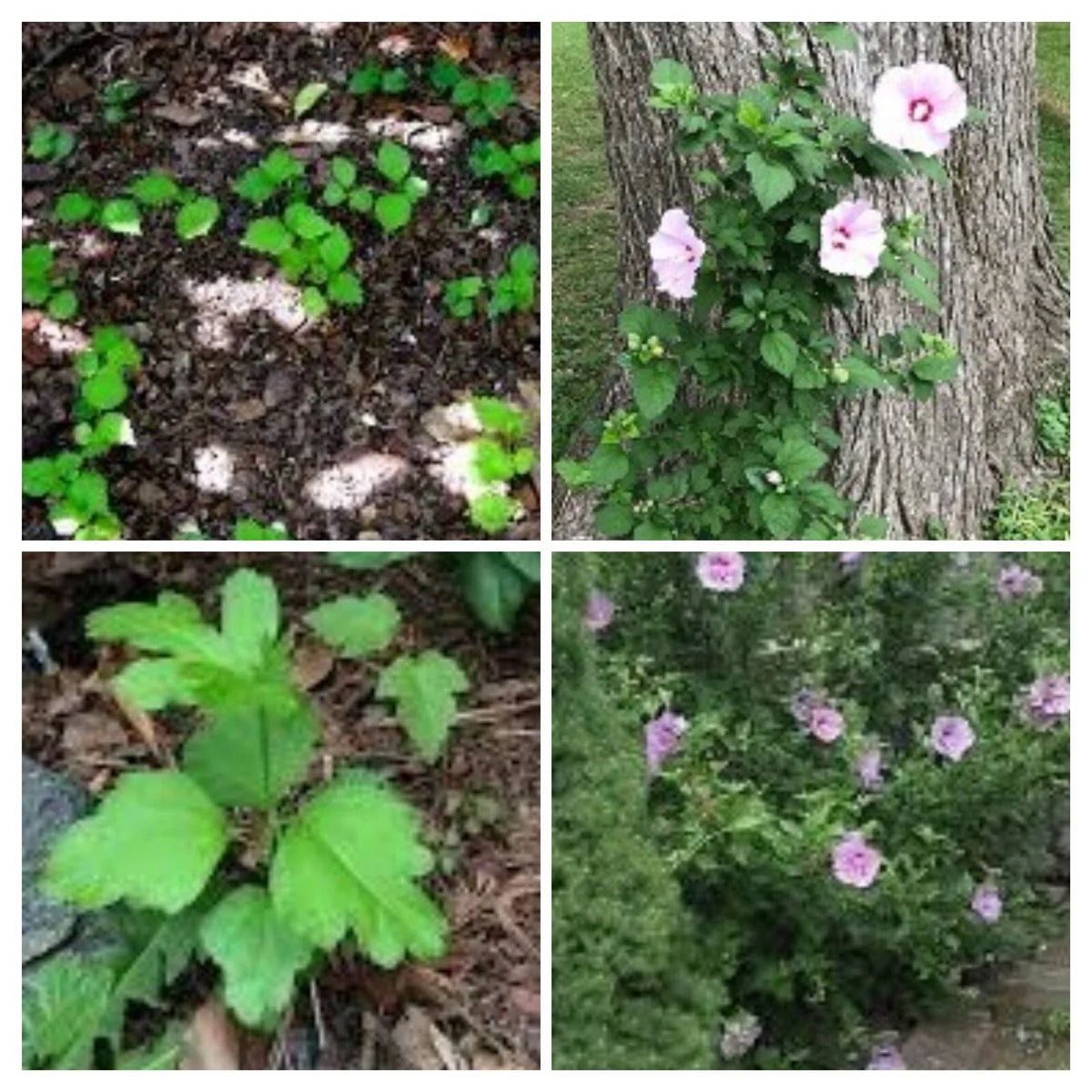 Live Rose of Sharon Hibiscus Starter Bushes - 12" Roots, Hardy Perennial Plant (Hibiscus syriacus) for Colorful Gardens