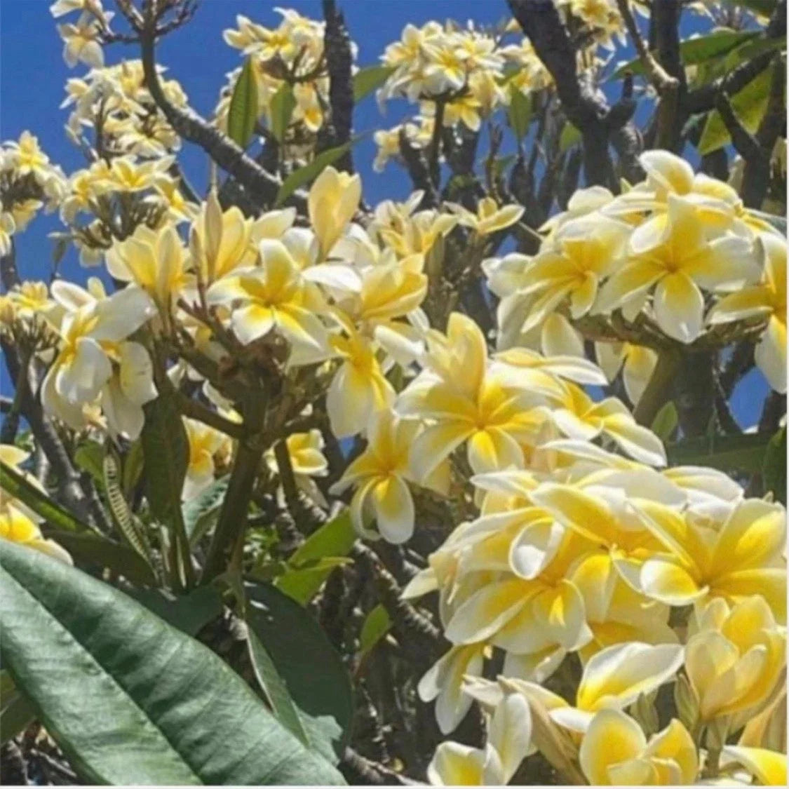 Rooted Plumeria Plant Cutting 18" Celadine - Plumeria rubra - Tropical Flowering Plant for Home or Garden
