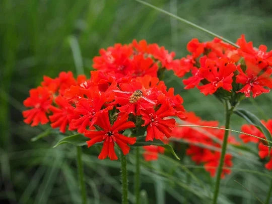 Maltese Scarlett Cross Seeds - 50+ Vibrant Red Blooms - Lychnis chalcedonica - Easy to Grow Garden Flowers