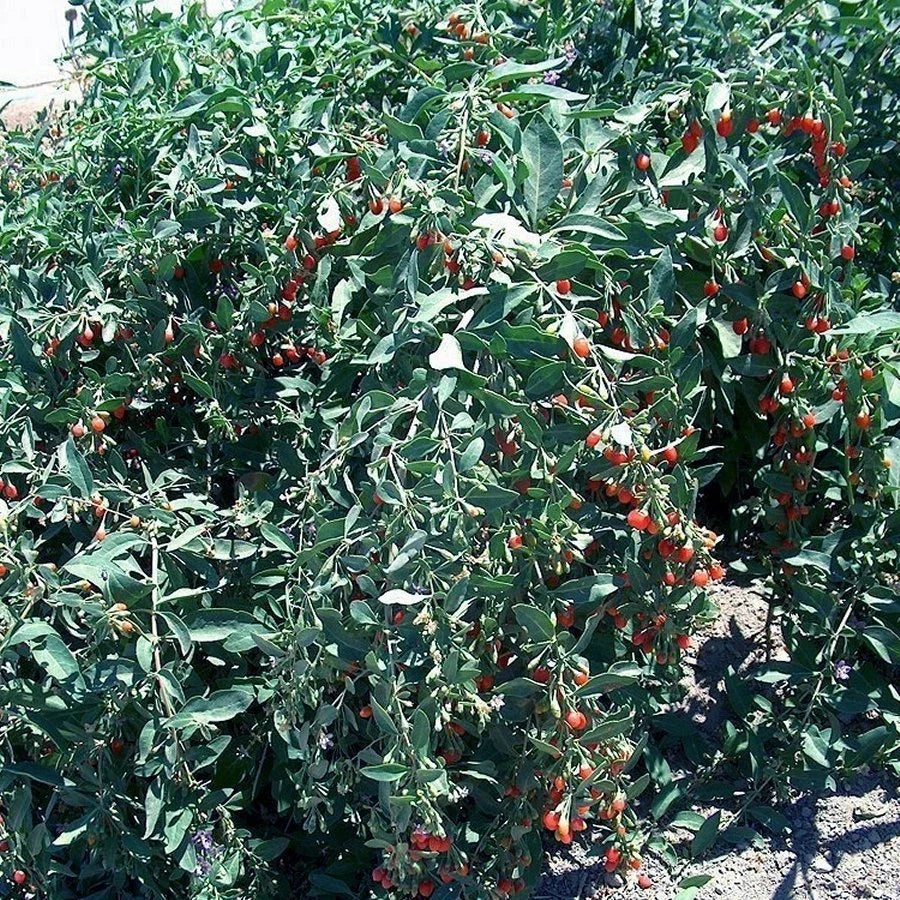 Goji Berry Cuttings - 100 Fresh Cuttings - Vigorous Variety - Lycium barbarum - Bulk Wholesale for Gardens and Nurseries