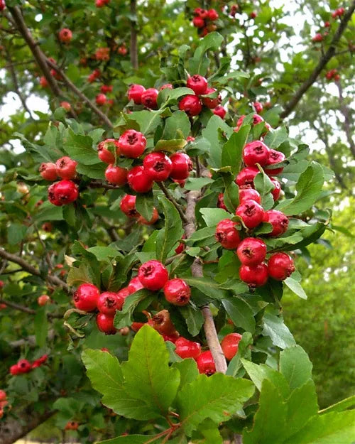 Mayhaw Fruit Tree Seedling 1ft Bare Root Crataegus aestivalis Heirloom Red Fruit USA Seller