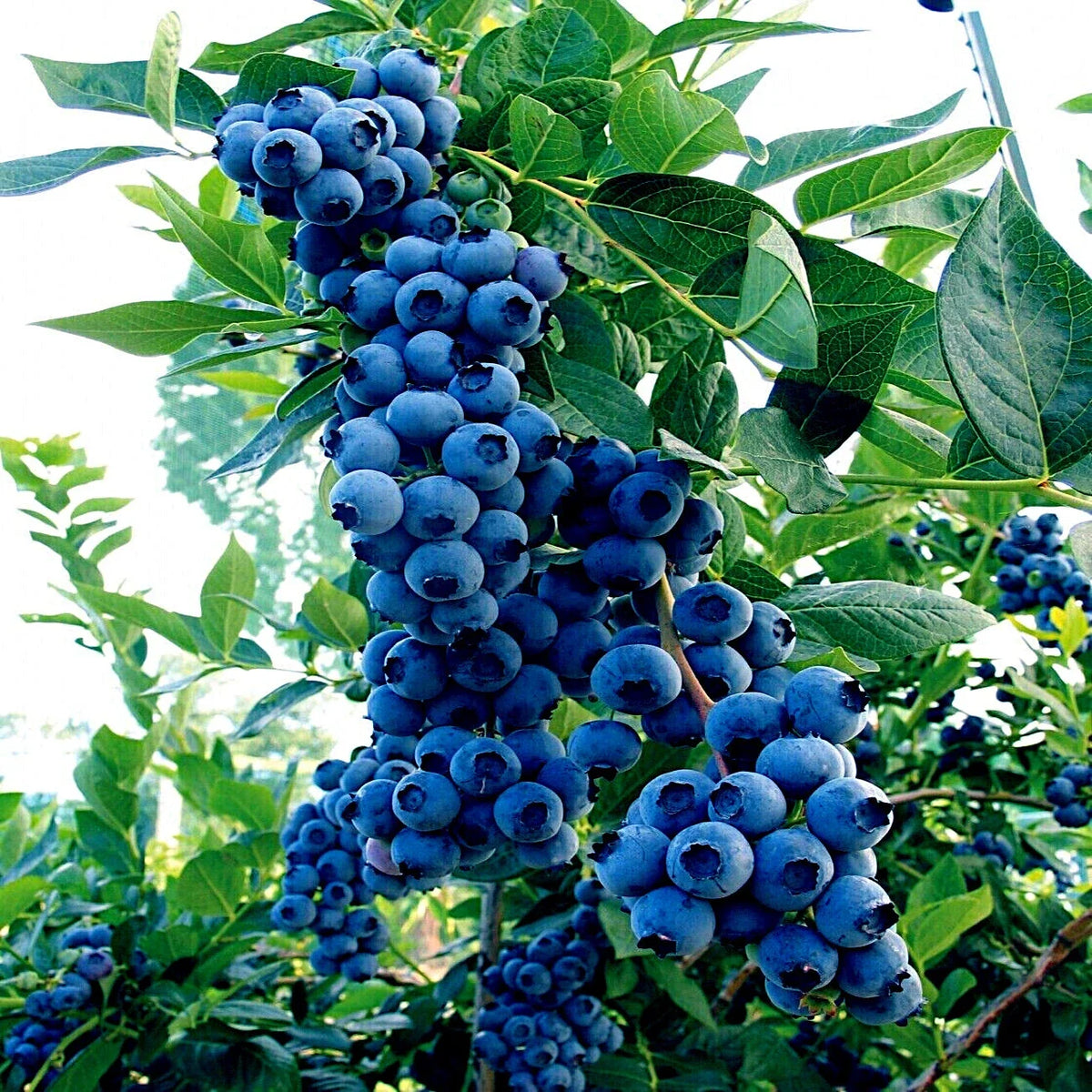 Blueberry Tree Seeds - Southern Highbush - Cold Hardy Fruit Plant - Vaccinium corymbosum - Ideal for Home Gardens