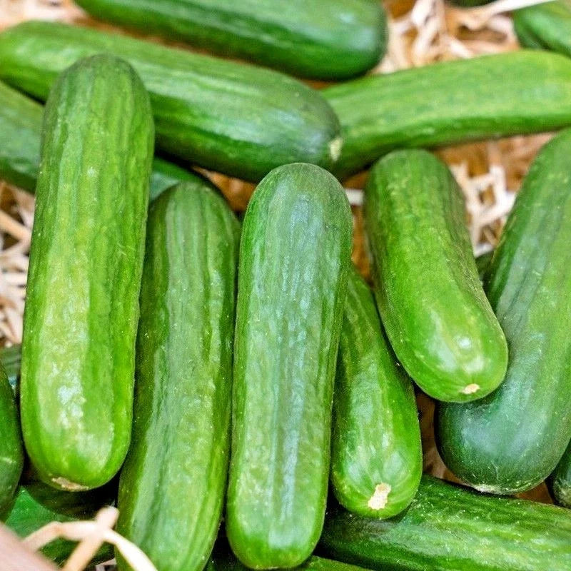 Muncher Cucumber Seeds - Organic, 31+ Seeds, Cucumis sativus - Ideal for Container Gardening & Summer Vegetable Gardens