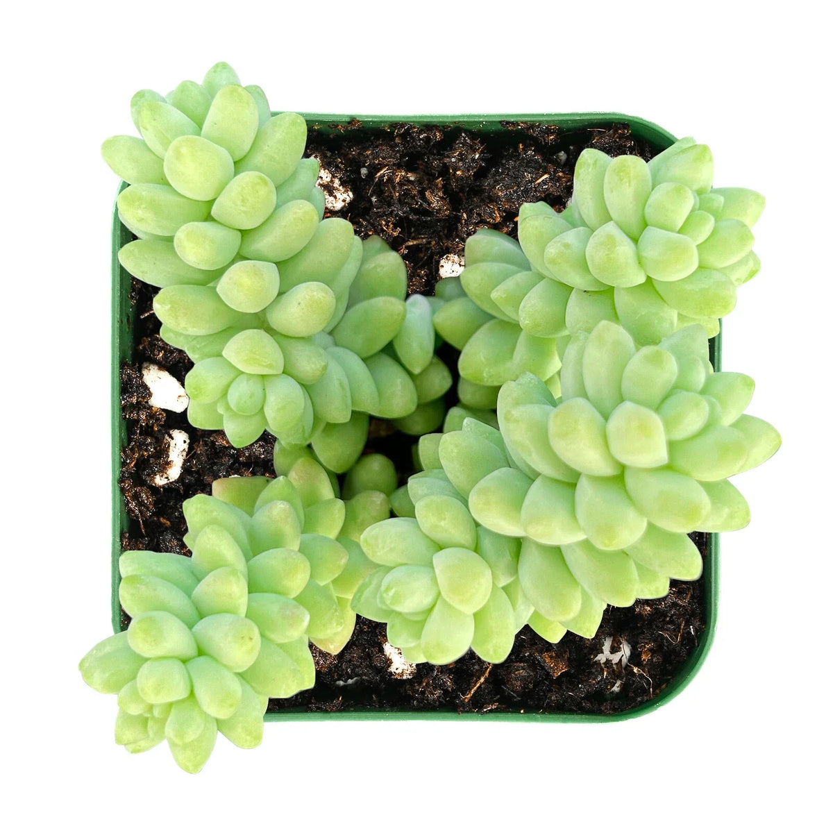 Burro's Tail Succulent 2" Pot Sedum Morganianum Donkey's Tail Rooted Plant for Home & Garden Decor