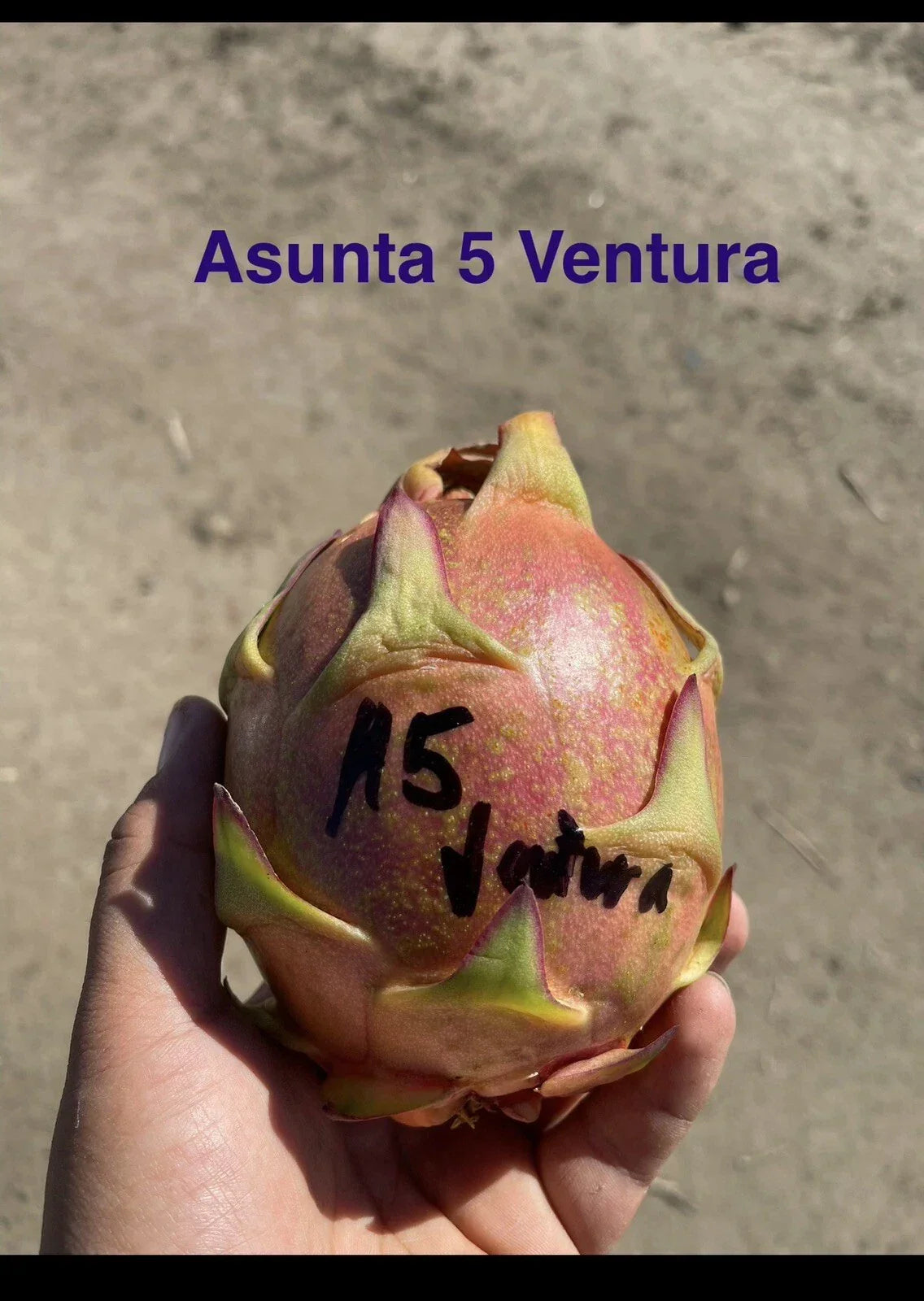 Mature Cuttings 12-17 Inch ASUNTA 5 VENTURA - Ideal for Propagation & Indoor Gardening - Resilient Foliage, Easy Care