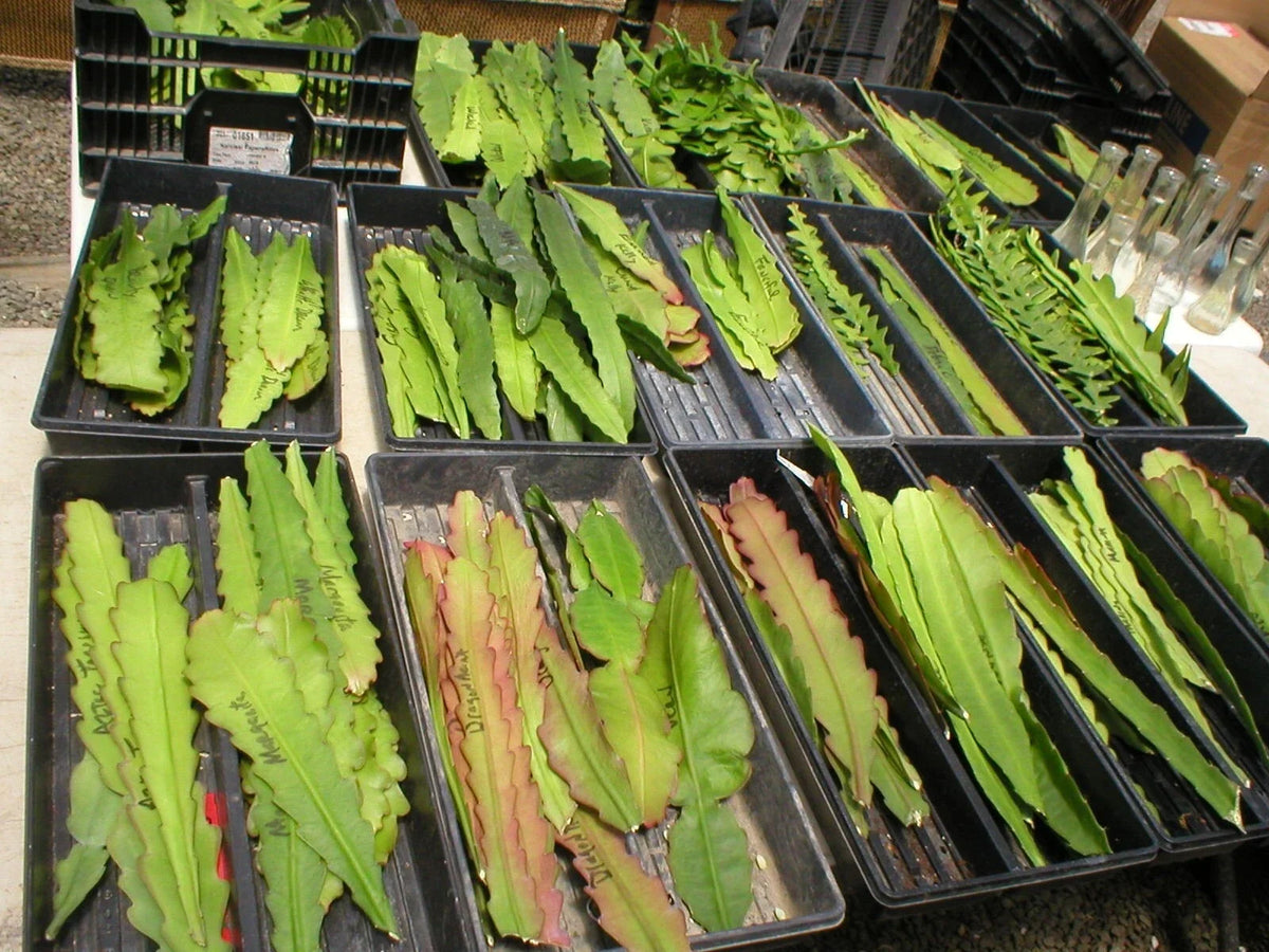 Epiphyllum Cuttings - Don's Cuttings - "Aztec Treasure" Orchid Cactus - Unique Succulent - Epiphyllum spp.