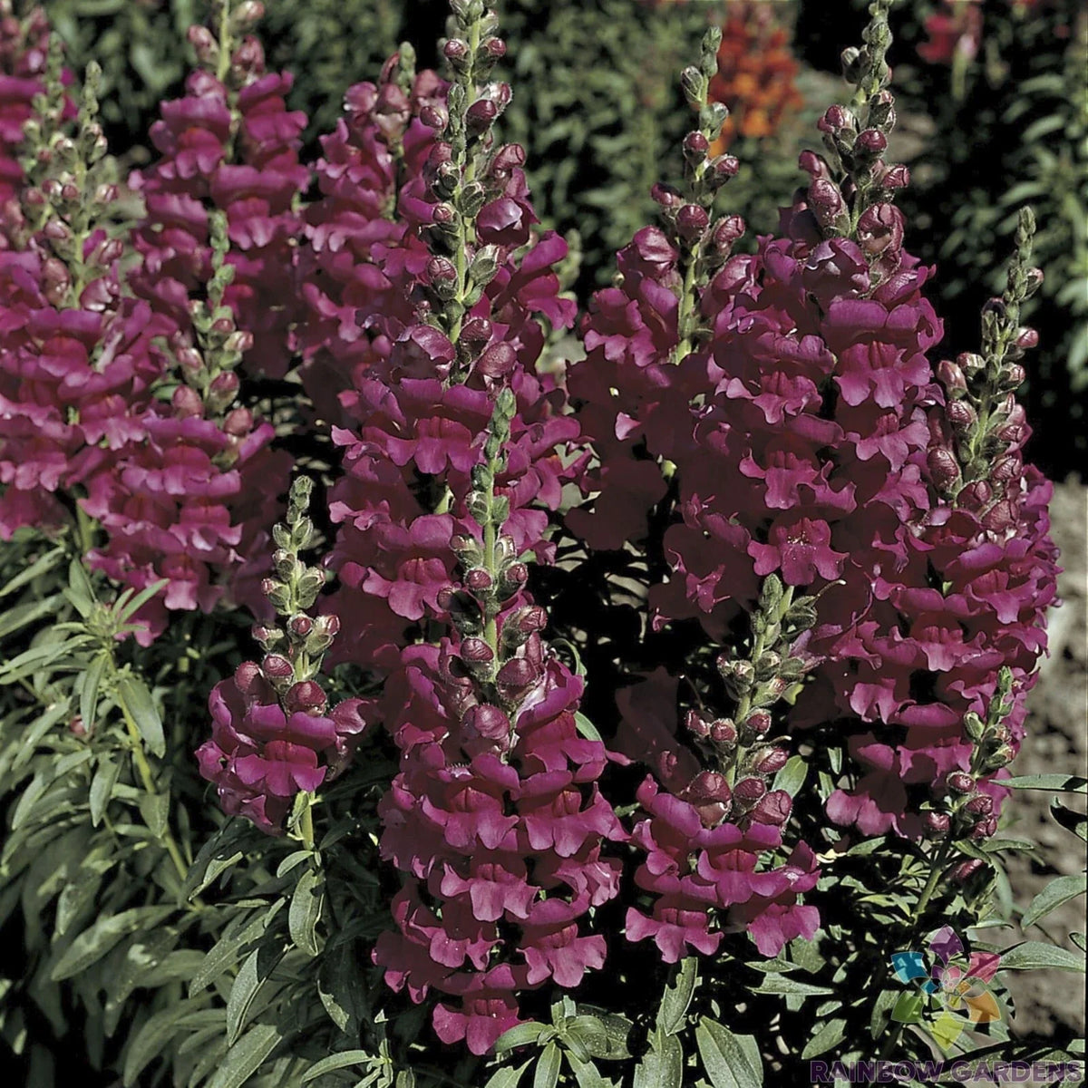 Liberty Lavender Snapdragon Seeds - 1000+ Premium Antirrhinum majus - USA Grown - Easy to Grow Annual Garden Flowers