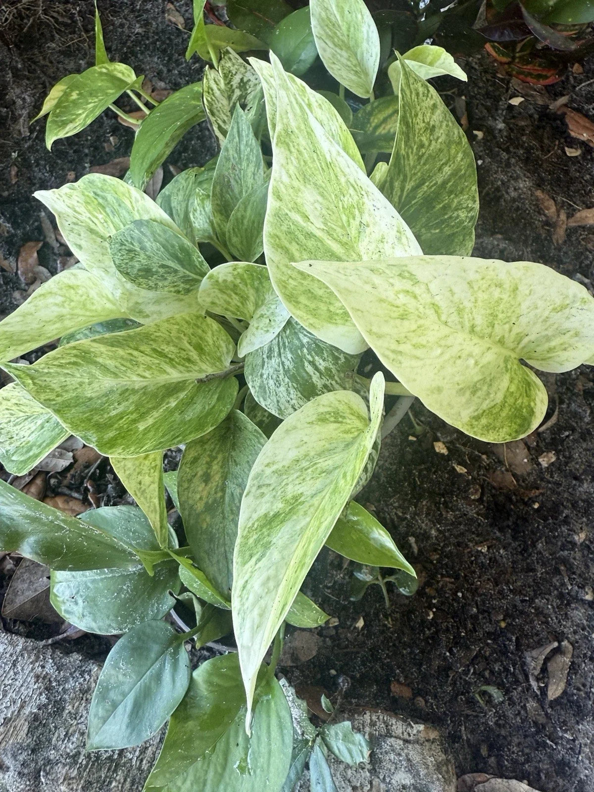 Assorted Pothos Plant Cuttings - 5 Rooted Houseplants for Beginners - Epipremnum aureum - Easy Care Indoor Plants
