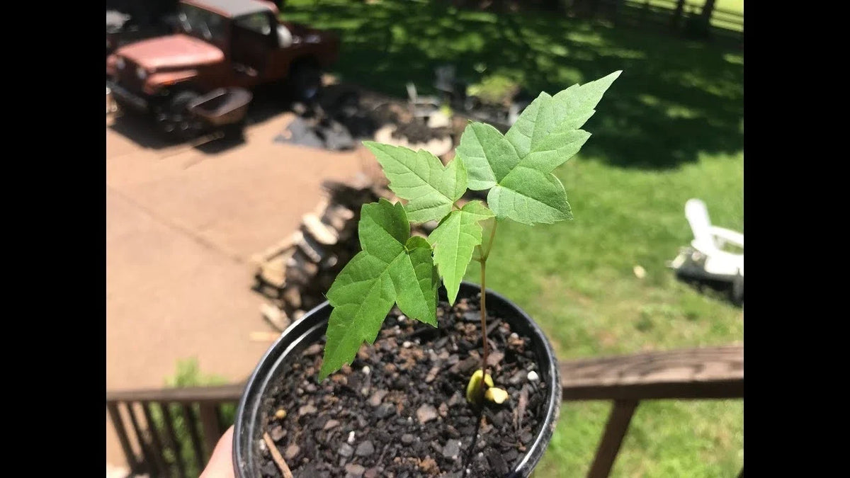 Silver Maple Starter Plant 6-12 Inches, Fast Growing Tree, Acer saccharinum, Ideal for Garden Landscaping