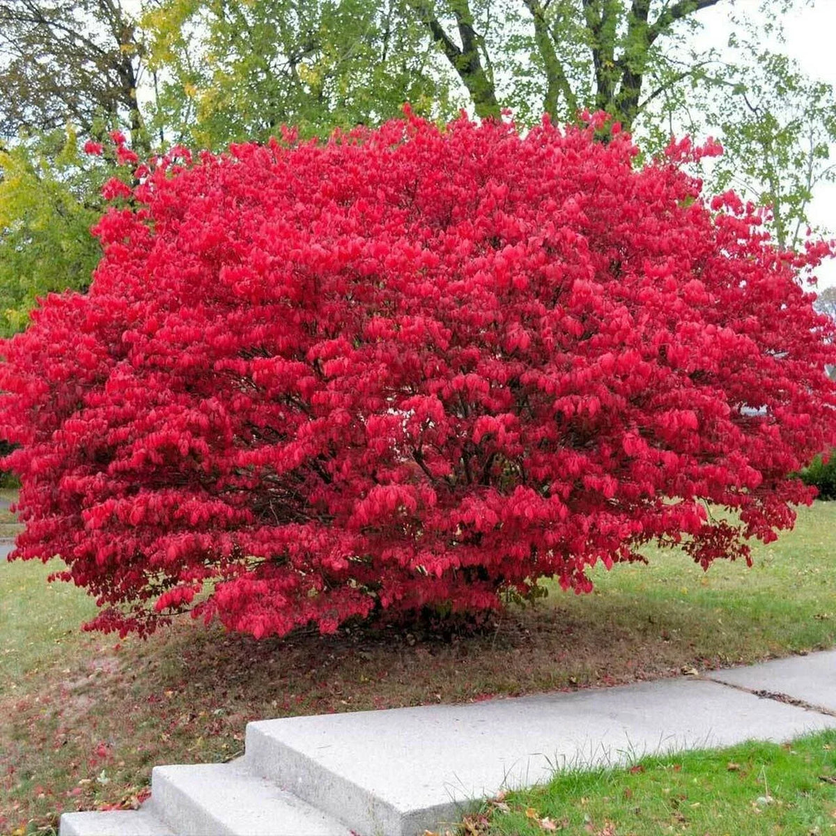 Burning Bush Cuttings - 15 Unrooted Cuttings - Euonymus alatus - Vibrant Fall Color for Propagation & Landscaping