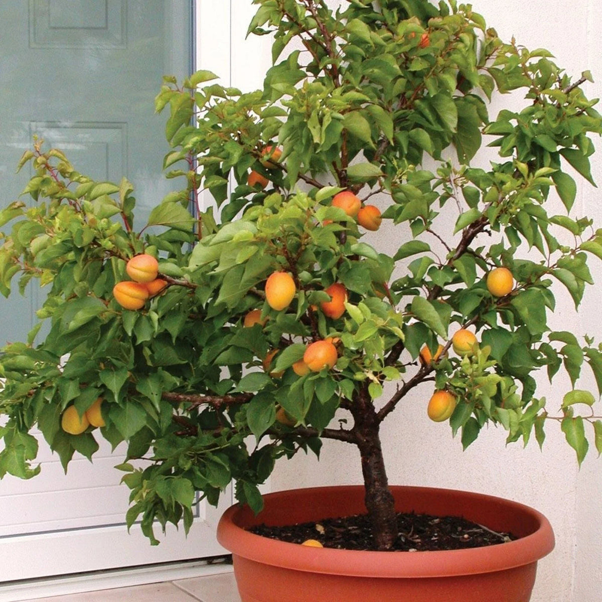 Dwarf Apricot Tree Seeds - Organic 5 Pre-Stratified Seeds - Prunus armeniaca - Compact Fruit Tree for Small Gardens