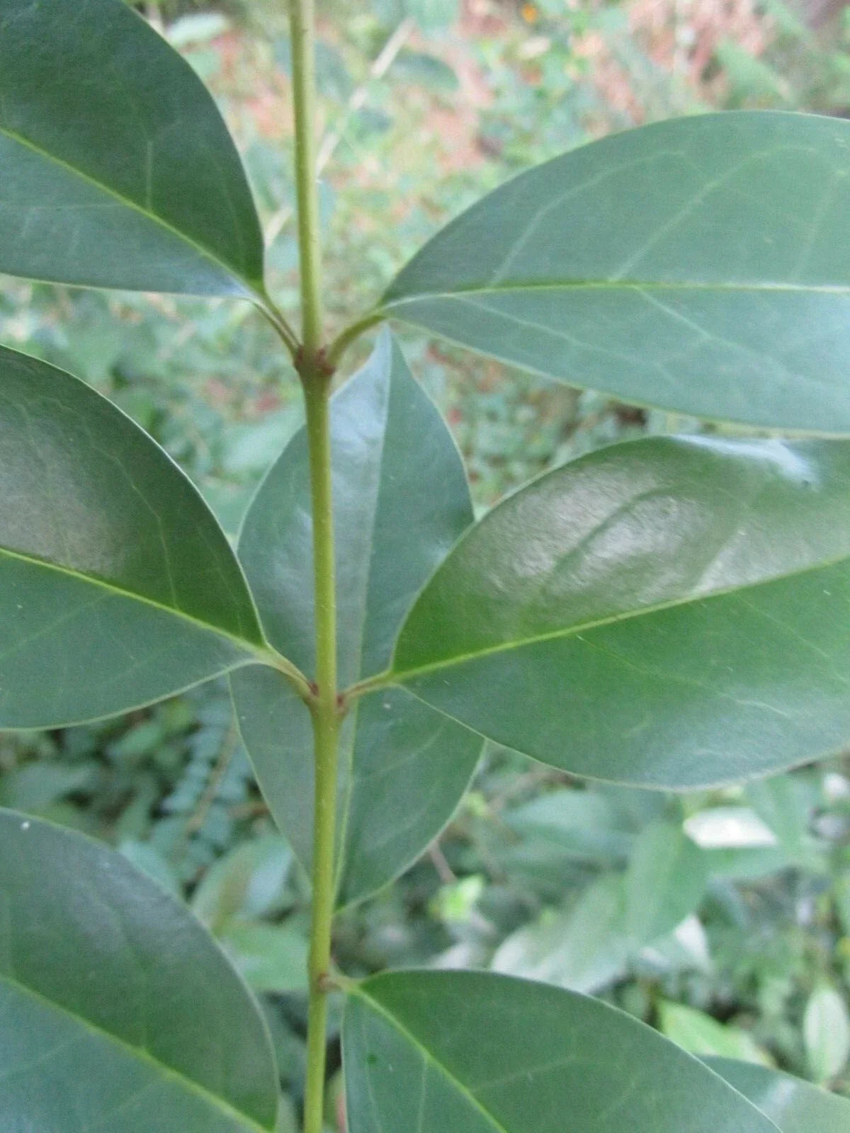 7 Cuttings Ligustrum Japonicum Japanese Privet - Evergreen Shrub 6-8" Long for Hedges & Landscaping