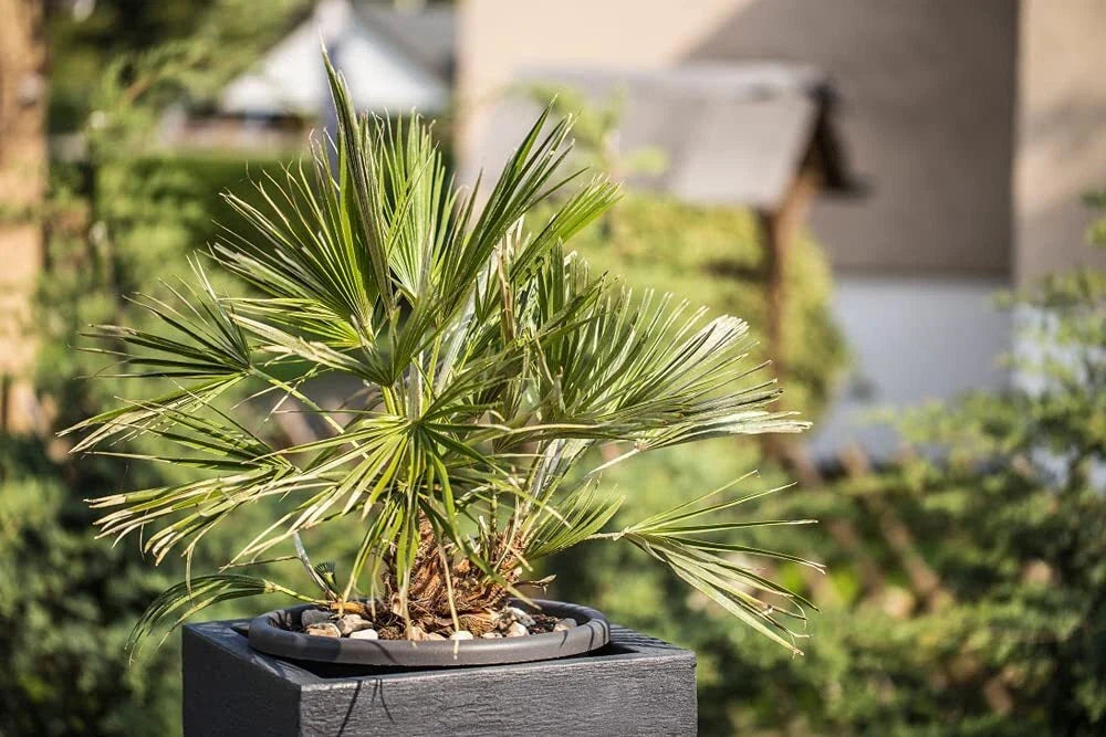 Windmill Palm Bonsai Tree Seeds - 6 Seeds - Trachycarpus fortunei - Hardy Indoor/Outdoor Plant for Tropical Ambiance