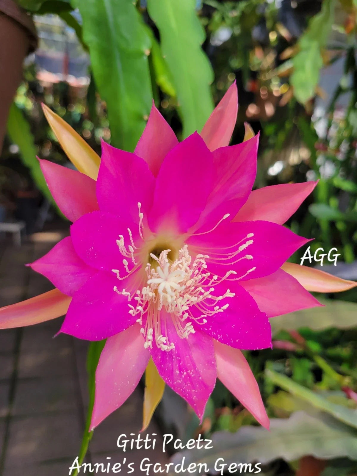 Epiphyllum Unrooted Cuttings - Gitti Paetz Orchid Cactus - 8 to 10 Inches Long - Exotic Houseplant - Epiphyllum spp.