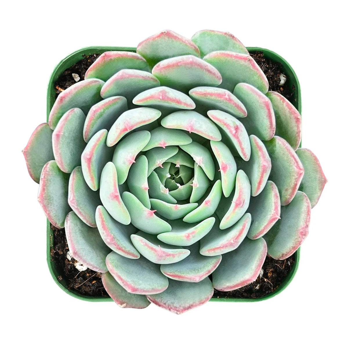 Echeveria Minima Succulent in 2 Inch Pot - Live Fresh Rosette Plant, Indoor Decor, Echeveria minima, Low Maintenance
