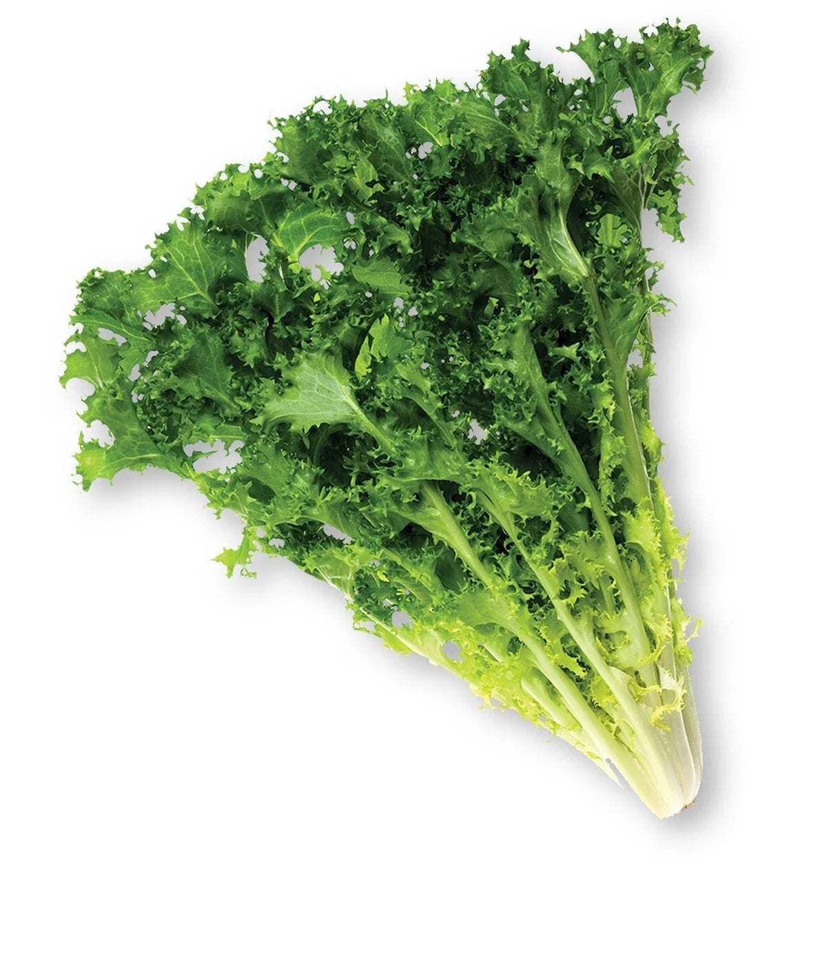 Endive Seeds Pack - 600+ Heirloom Chicory Seeds for Garden, Cichorium endivia - Nutritious Leafy Greens