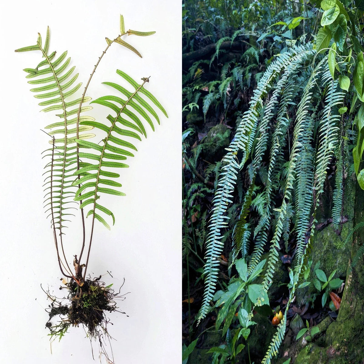 Rare Live PECLUMA Airplant Fern 9" Tropical Exotic Indoor Plant - Pecluma sp. Air Purifying Home Decor Plant