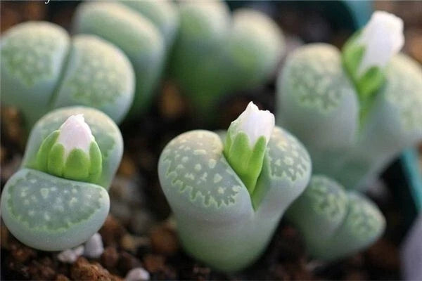 Lithops Seeds - 50 Rare Succulent Seeds, Colorful Living Stones, Exotic Rock Plant (Lithops spp.) - Perfect for Collectors
