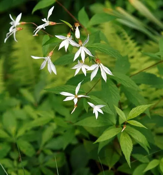 Indian Physic Seeds 39 Count - White Perennial Flower - Bacopa Monnieri - Low Maintenance Garden Plant