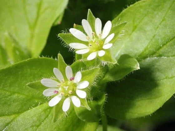 Organic Chickweed Seeds - 50+ Pack, Medicinal Herb, Stellaria media, Annual Variety, 2025 Harvest for Culinary and Herbal Use