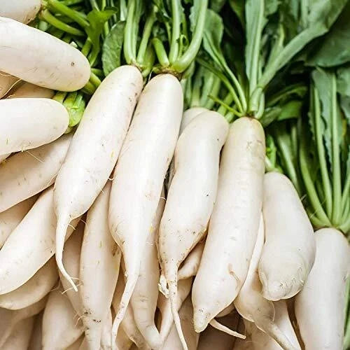 Non-GMO Radish Seeds 100+ Pack White Icicle Raphanus sativus - Fast-Growing, Crisp Flavor for Home Gardens