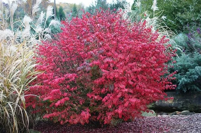 Burning Bush Seedling Plant 4-8 Inches Bare Root Euonymus alatus Live Plant for Vibrant Fall Color in Garden