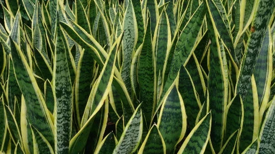 Rooted Sansevieria Plant 6-Inch Mother-in-Law's Tongue Air Purifying Houseplant Dracaena trifasciata