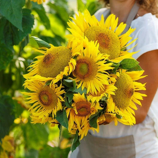 Dwarf Yellow Pygmy Sunflower Seeds, 25 Count, Non-GMO, Bee Friendly, Helianthus annuus