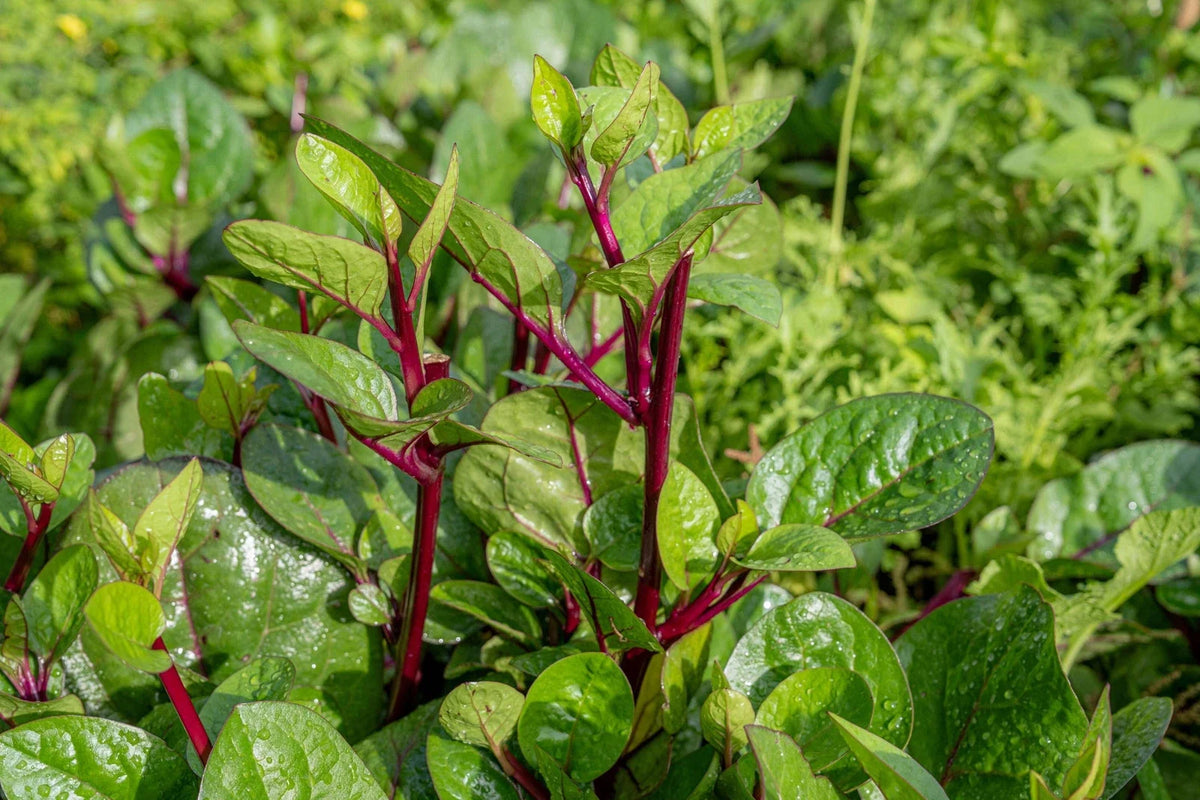 Red Stem Malabar Spinach Seeds, Non-GMO Vegetable, Basella alba "rubra", Edible Climbing Vine, Ideal for Vertical Gardens
