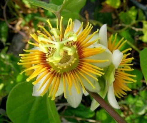 Yellow Holosericea Passion Flower Vine Starter Plant - Fragrant Passiflora holosericea for Gardens and Trellises