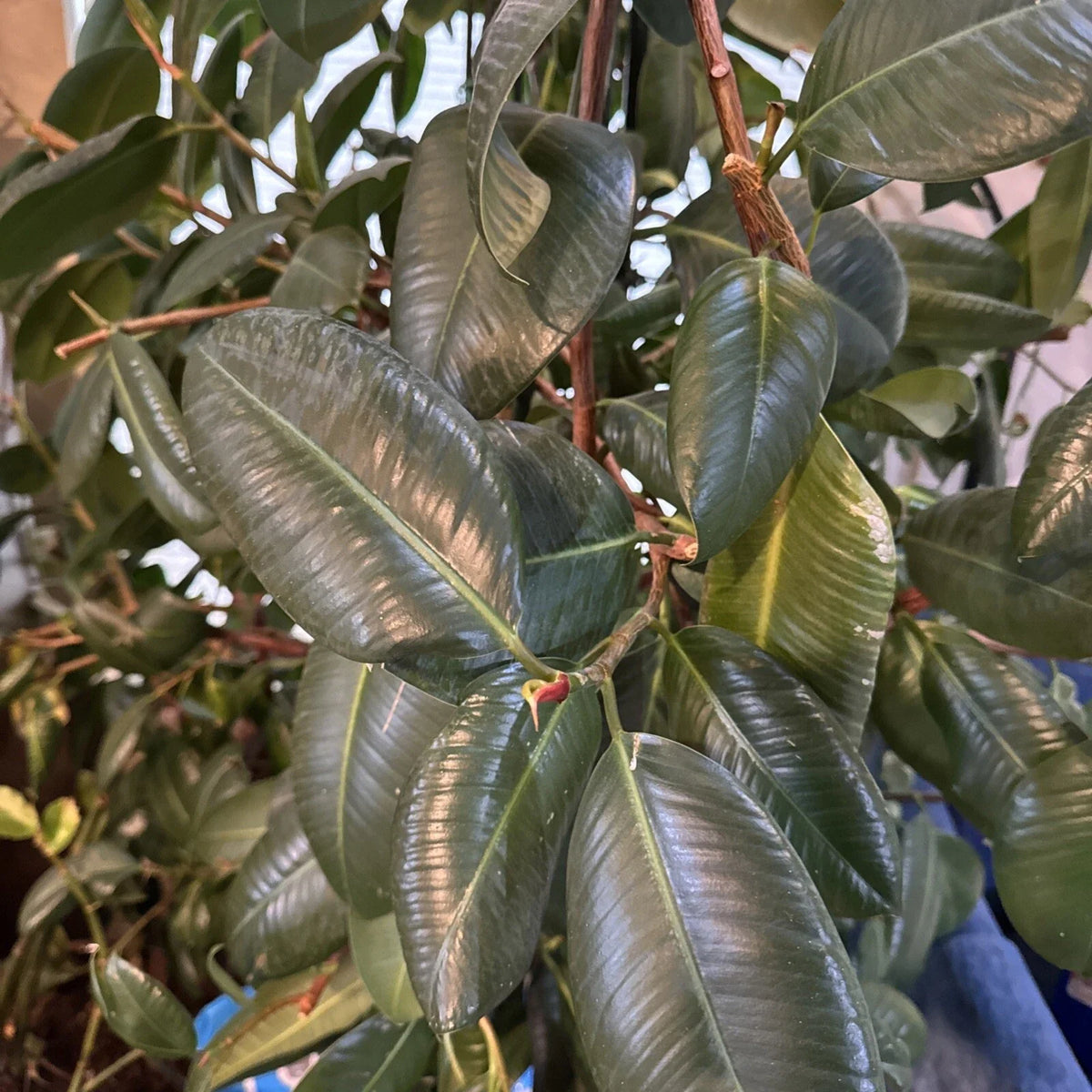 Fresh Rubber Tree Cutting for Rooting - Ficus elastica - High-Quality Indoor Plant Propagation Cutting