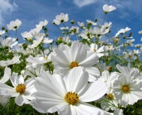 Cosmos Seeds - 30 Pack - Purity White Blooms - Easy to Grow - Cosmos bipinnatus - Non-GMO Flower Seeds for Garden