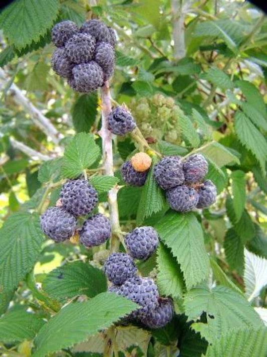 10 Bare Root Black Raspberry Plants Mysore Rubus Niveus Edible Fruit for USDA Zones 9-11 Garden Starter Plants