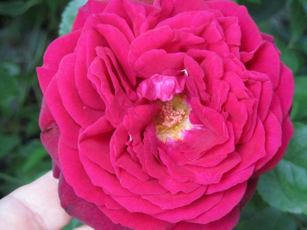 Red Rose Cuttings - 3 Ready to Plant Big Fragrant Cuttings - Rosa spp. - Perfect for Gardens and Pollinators