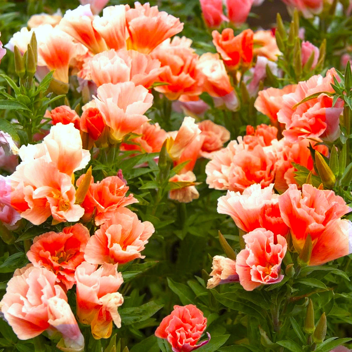 Orange Glory Godetia Seeds - Double Flowering Clarkia Azalea - Clarkia amoena - Non-GMO Seeds for Spring & Summer Blooming
