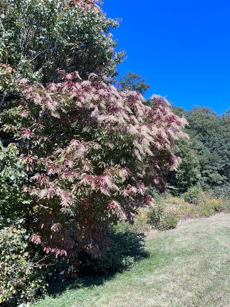 Lily of the Valley Sourwood Seeds - 1,000 Count - Oxydendrum arboreum - Perfect for Honey Bee Gardens