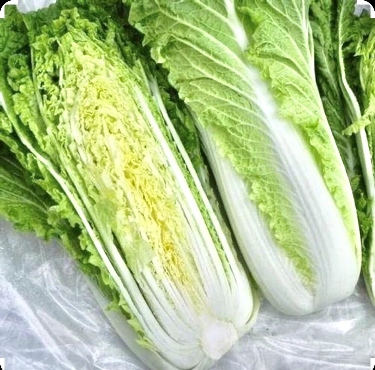 Chinese Michihili Cabbage Seeds - 1000 Non-GMO Organic Open Pollinated - Brassica rapa var. parachinensis for Home Gardening