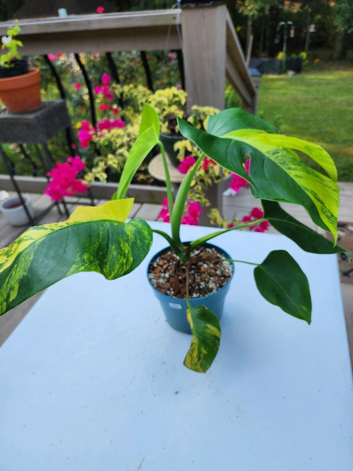 Monstera Aurea Plant 6-Inch Pot Variegated Houseplant Monstera Deliciosa 'Aurea' Tropical Indoor Decor