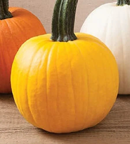 Yellow Pumpkin Seeds | 20 Rare "Sunshine" Seeds | Cucurbita pepo | Vibrant Yellow Color for Garden and Cooking