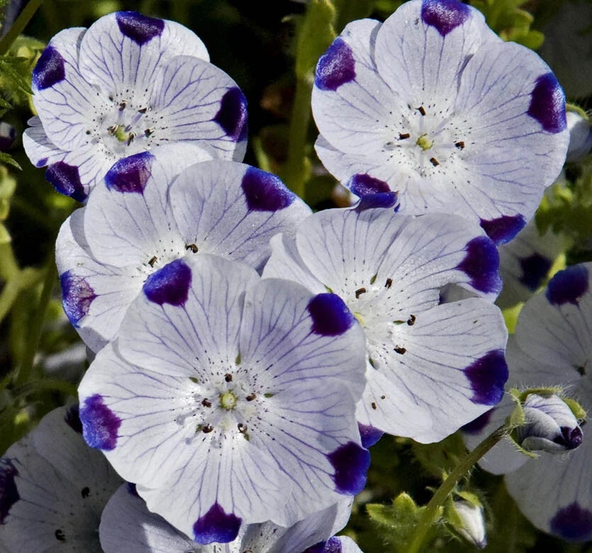 Nemophila Seeds 100 Ct - Five Spot Annual Wildflower - Nemophila maculata - USA Native Flower - Easy to Grow, Attracts Pollinators