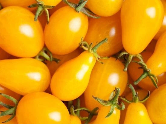 Yellow Plum Tomato Seeds - Bulk 100 Pack - Solanum lycopersicum - Non-GMO, Flavorful for Preserves & Salads